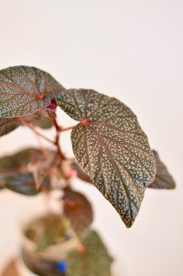 Begonia U062 3