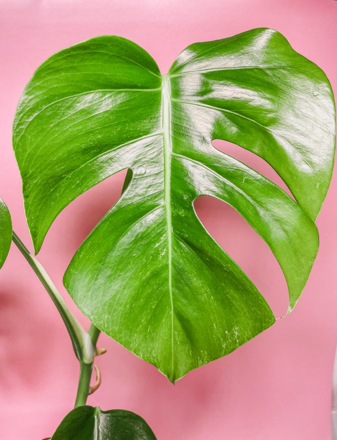Monstera deliciosa variegata 3