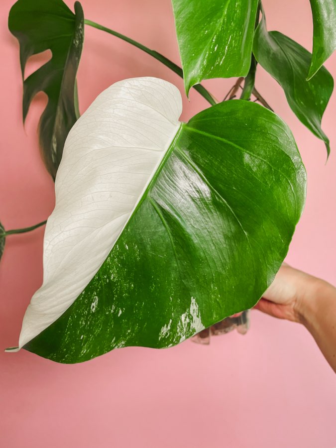 Monstera deliciosa variegata 2
