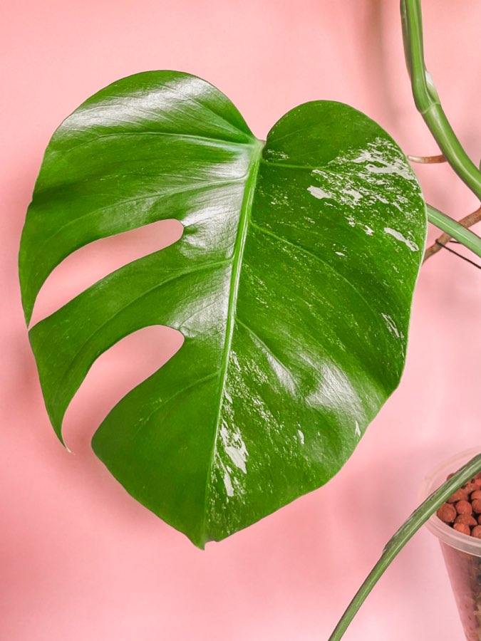 Monstera deliciosa variegata 5