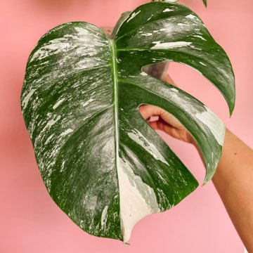 Monstera deliciosa variegata