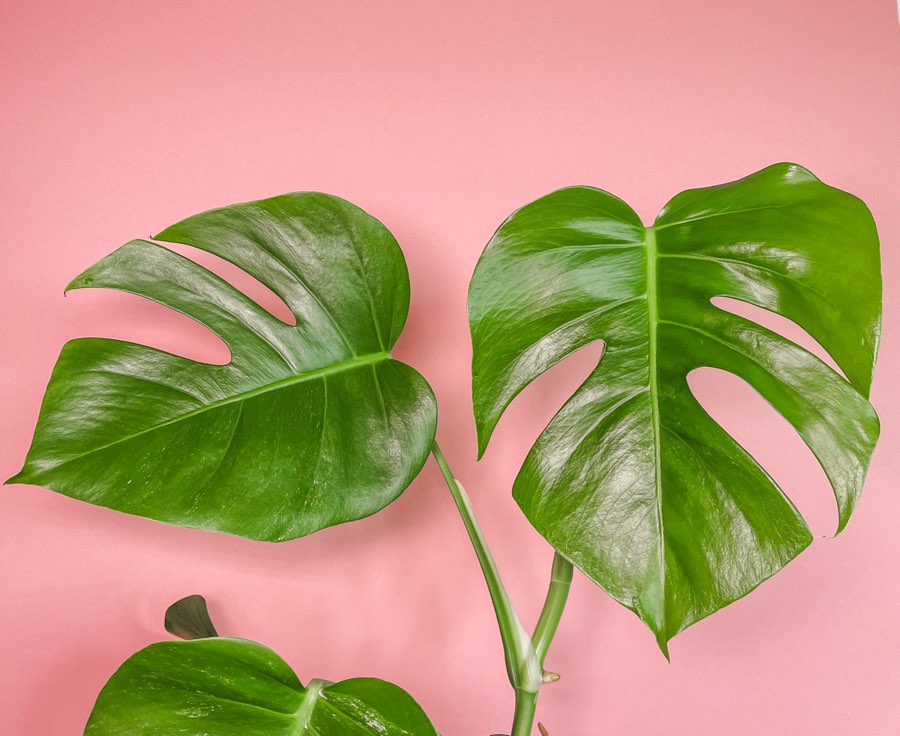 Monstera deliciosa variegata 4