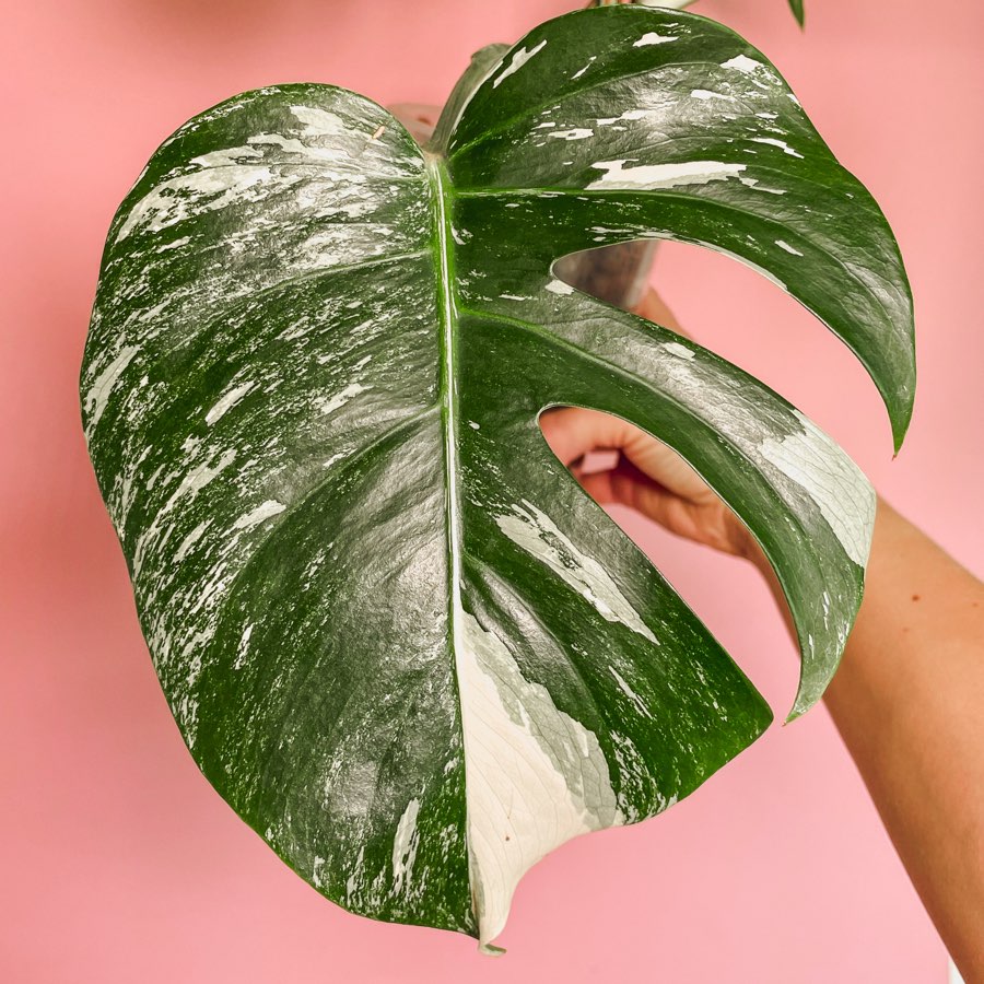 Monstera deliciosa variegata