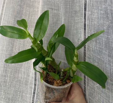 Dendrobium