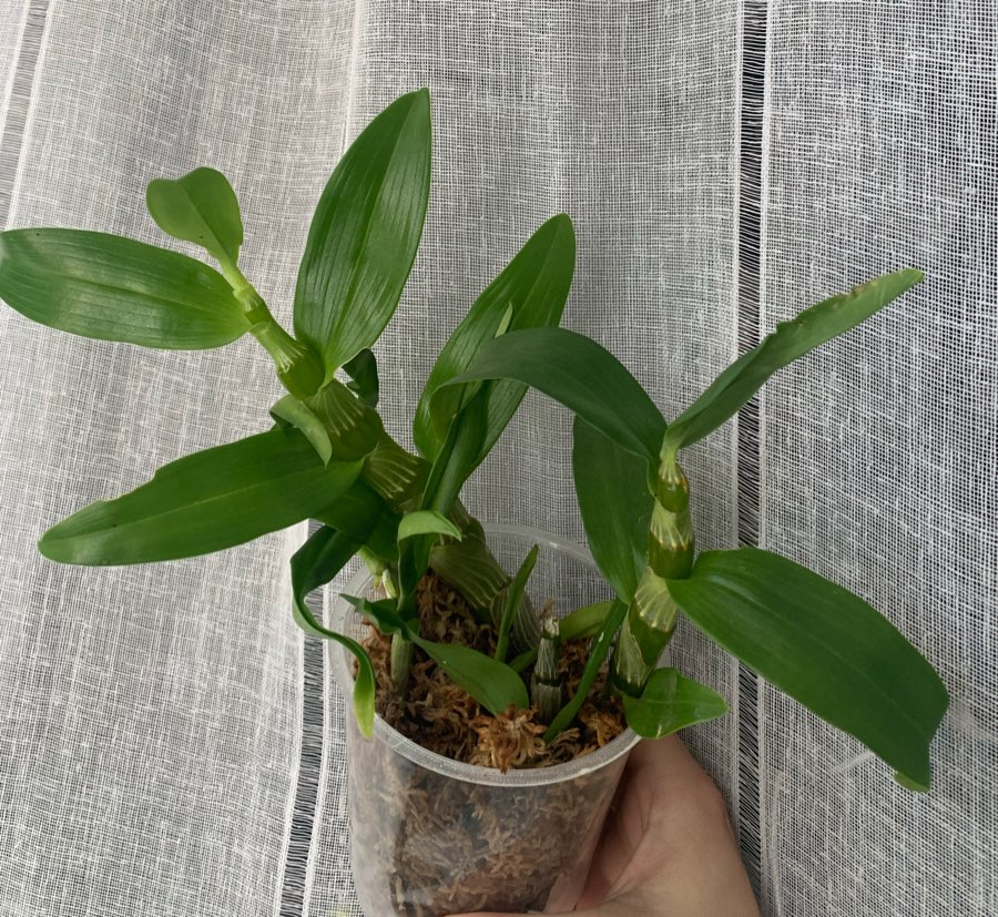Dendrobium