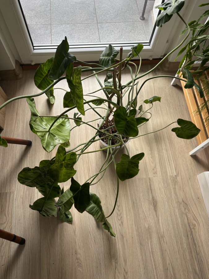 Filodendron 'Paraiso Verde' 2