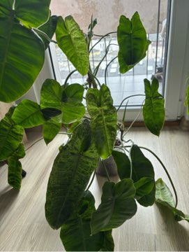 Filodendron 'Paraiso Verde'