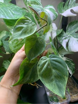 Philodendron hederaceum variegata