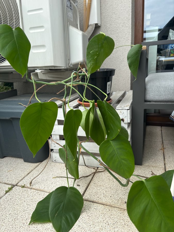 monstera deliciosa 3