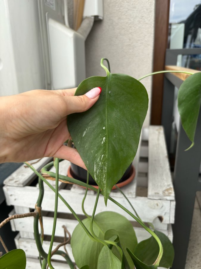 monstera deliciosa 2