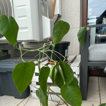 monstera deliciosa