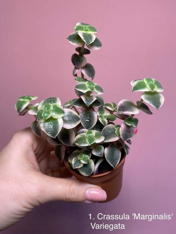 Crassula Marginalis Variegata 2