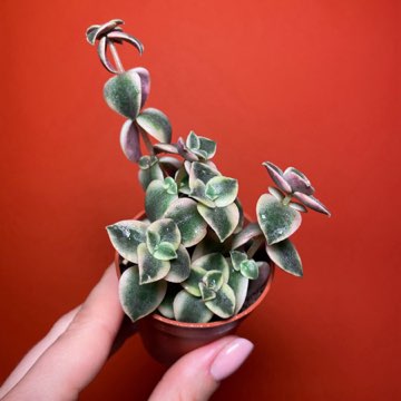 Crassula Marginalis Variegata