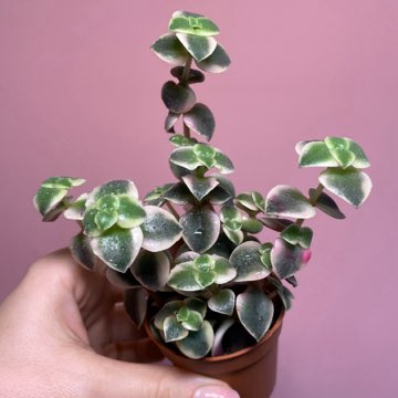 Crassula Marginalis Variegata