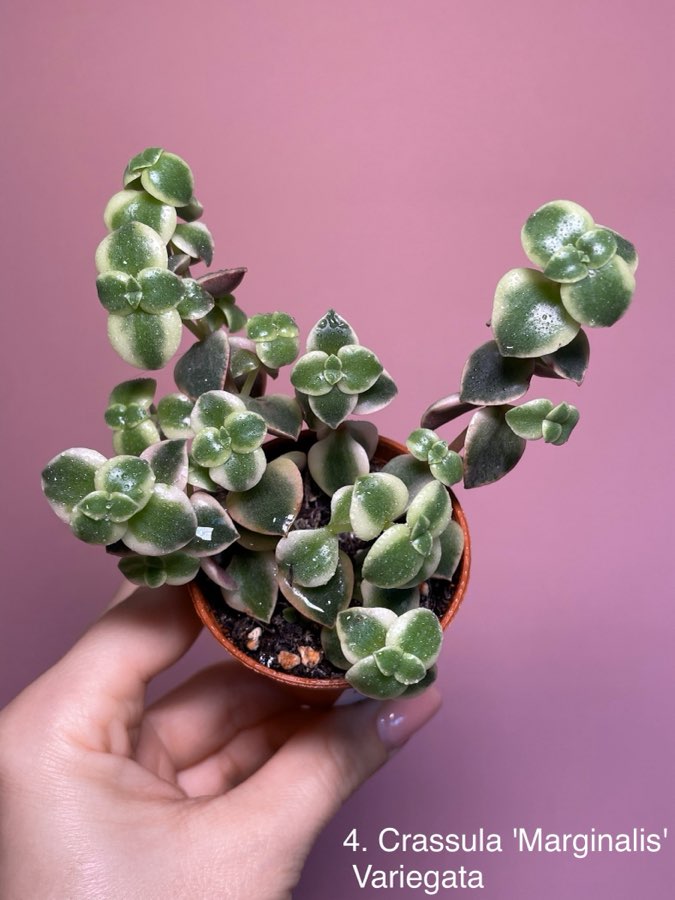 Crassula Marginalis Variegata 5