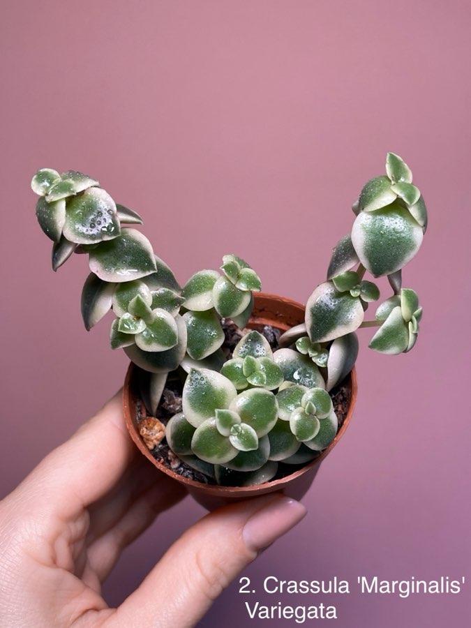 Crassula Marginalis Variegata 3