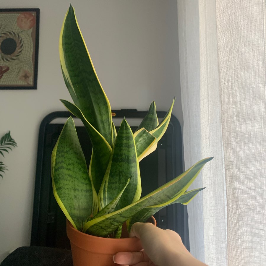 Sanseveria