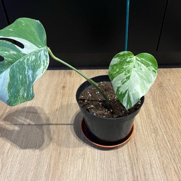 Monstera Variegata