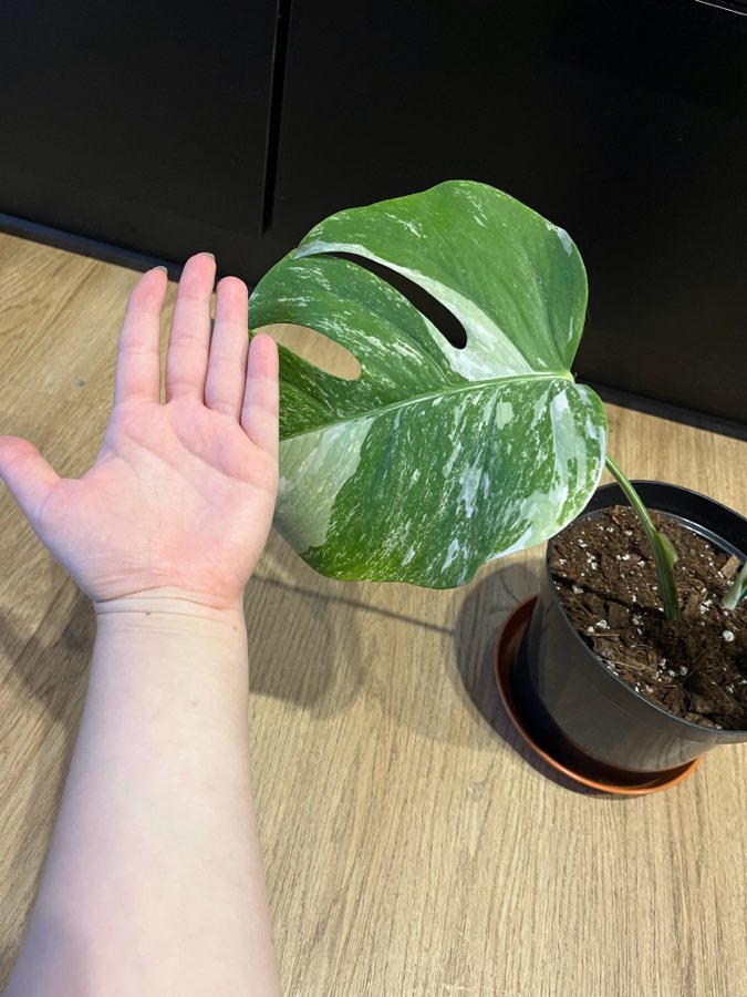 Monstera Variegata 3