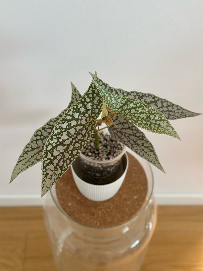 Begonia White Ice 2