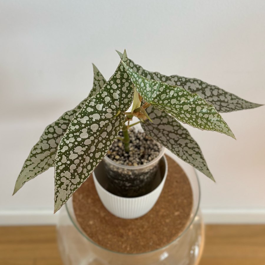 Begonia White Ice