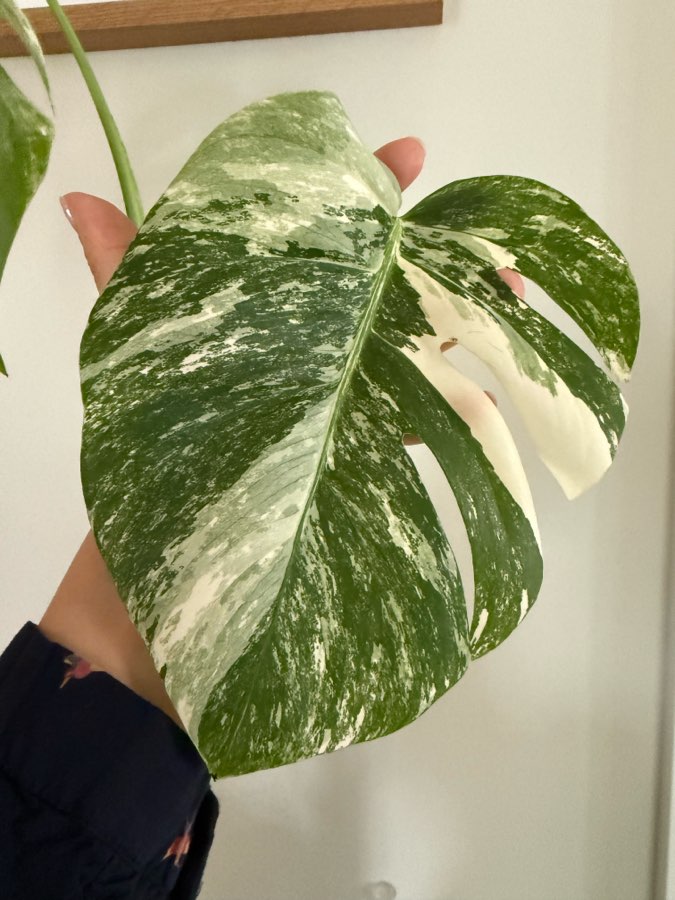 Monstera deliciosa variegata 2