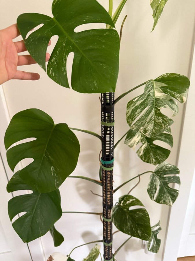 Monstera deliciosa variegata 3