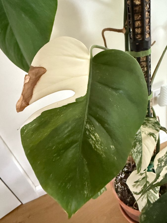 Monstera deliciosa variegata 4