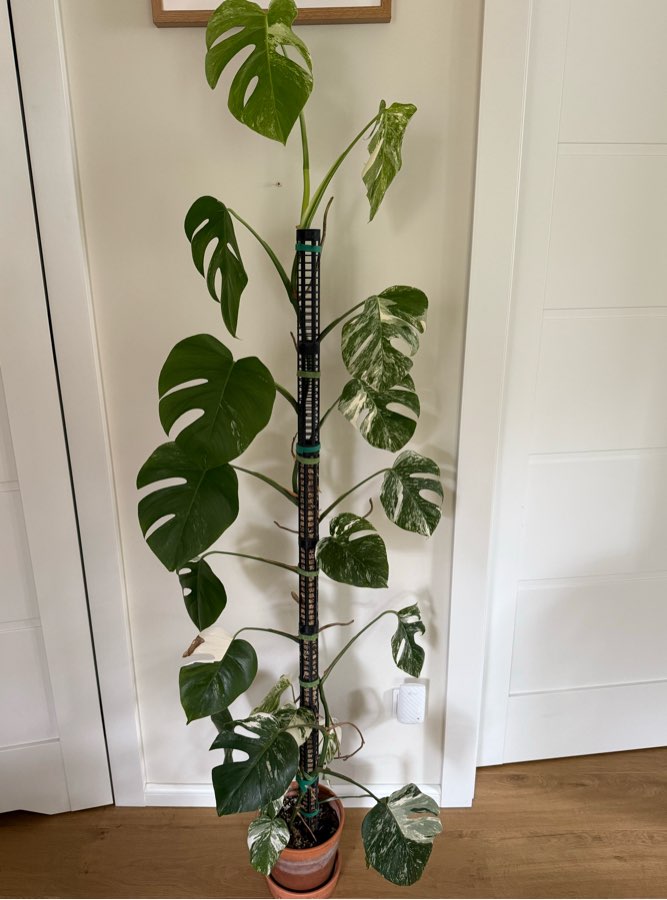 Monstera deliciosa variegata