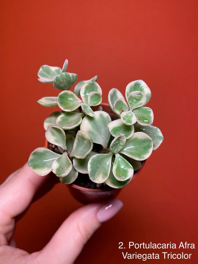 Portulacaria Afra Variegata Tricolor 2