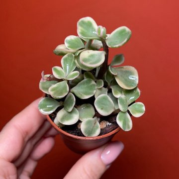 Portulacaria Afra Variegata Tricolor