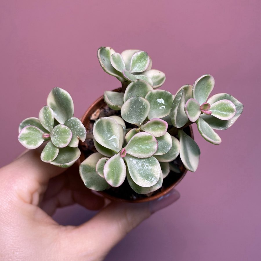 Portulacaria Afra Variegata Tricolor