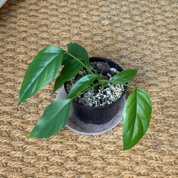 rhaphidophora tetrasperma