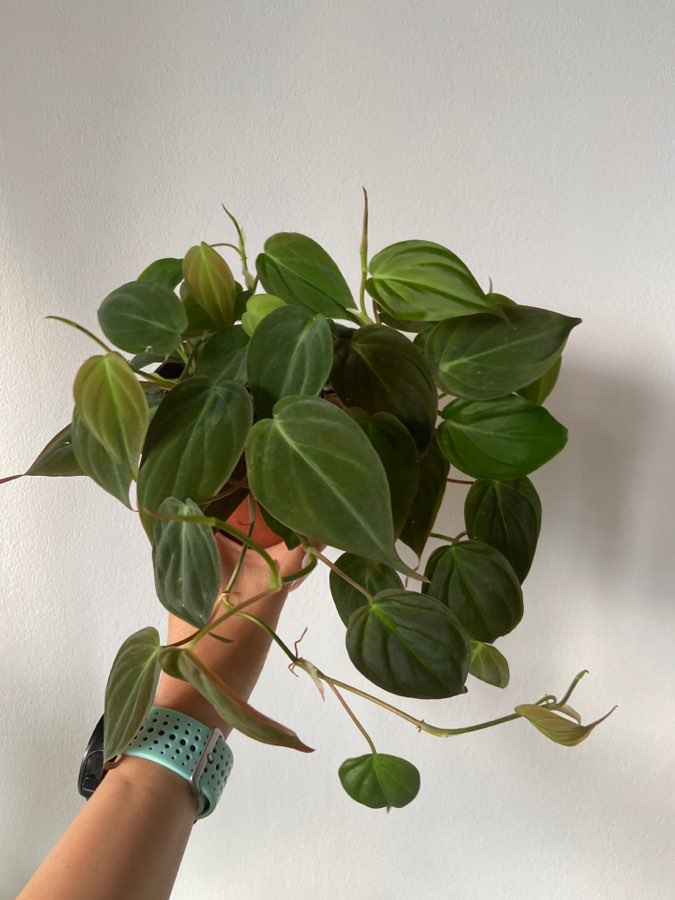 Philodendron micans 3