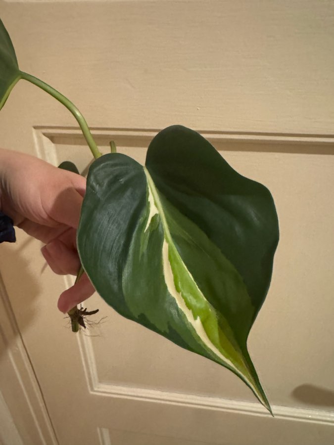 Philodendron cream splash 2