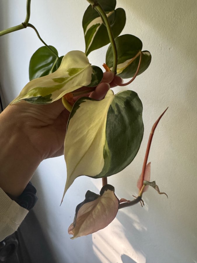Philodendron cream splash 4