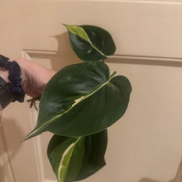 Philodendron cream splash