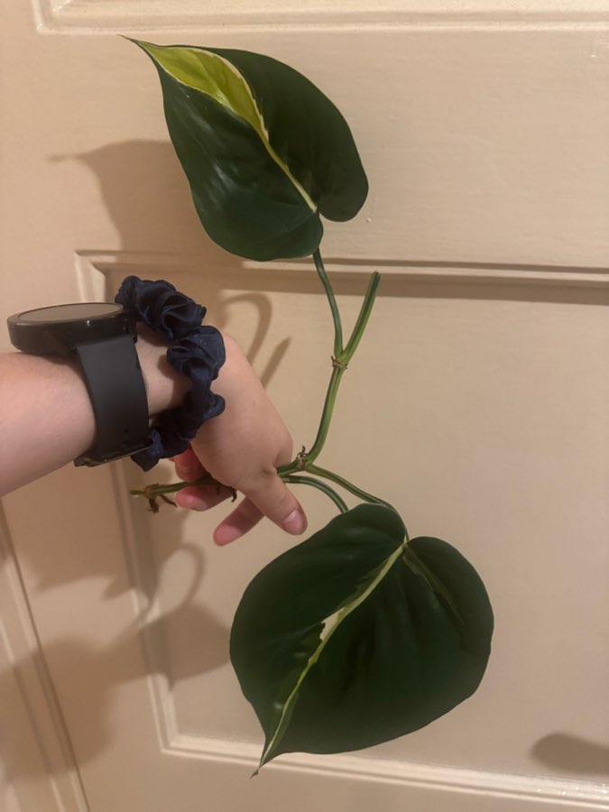 Philodendron cream splash 3