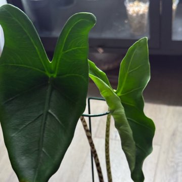 Alocasia zebrina