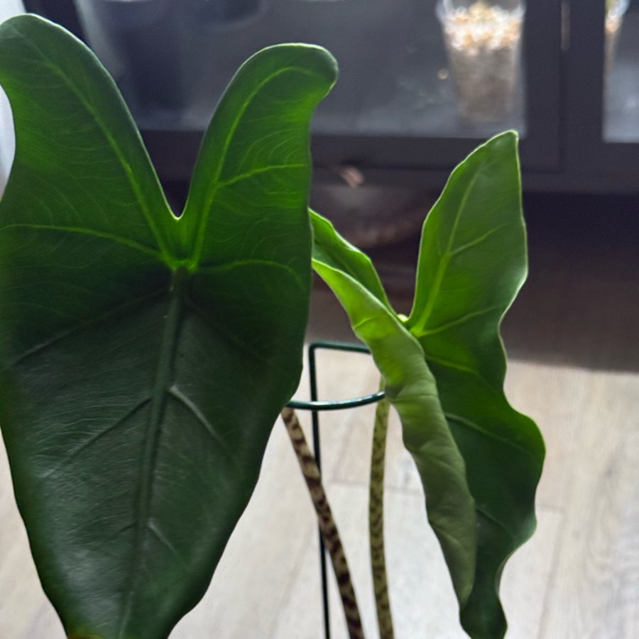 Alocasia zebrina
