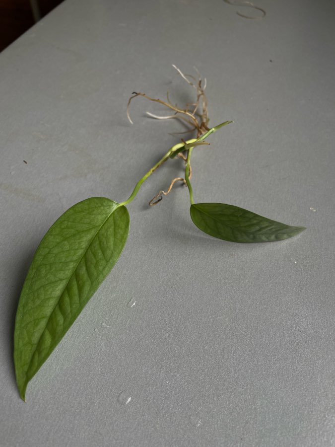 Epipremnum cebu blue sadzonka pędowa 2