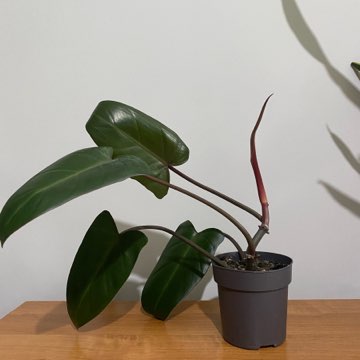 Filodendron czerwieniejacy
