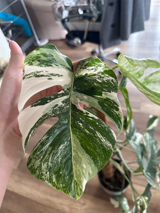 Monstera Deliciosa Variegata 4 liście szczyt 3