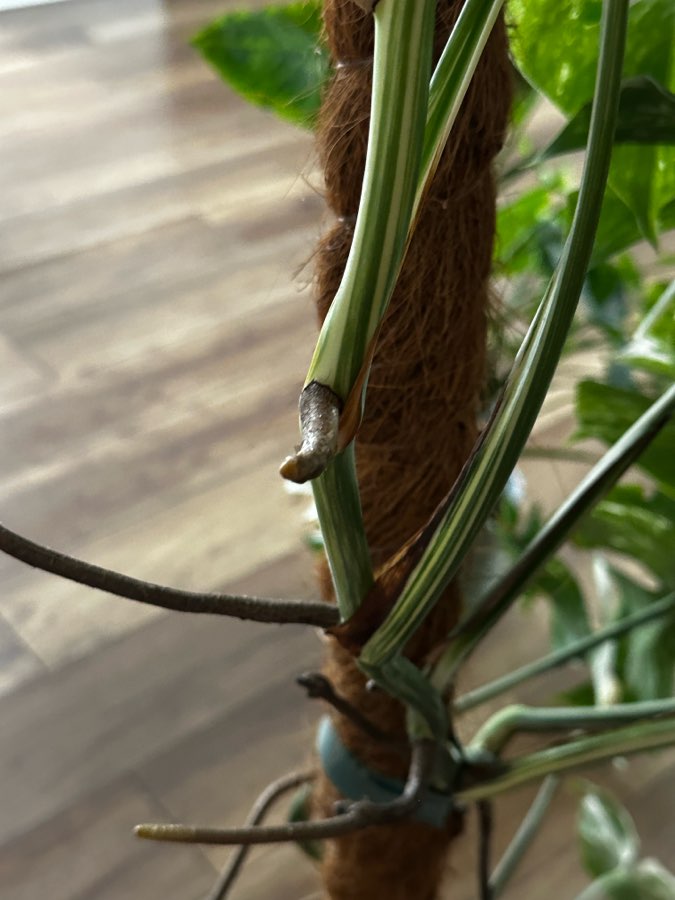 Monstera Deliciosa Variegata 4 liście szczyt 4