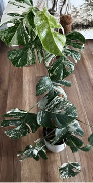 Monstera Deliciosa Variegata 4 liście szczyt