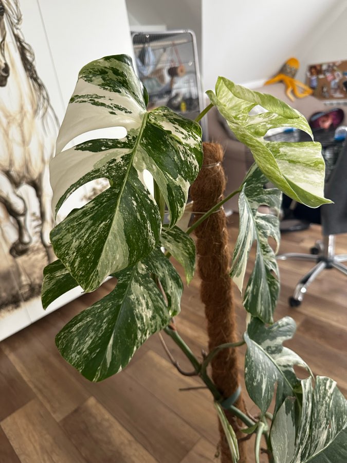 Monstera Deliciosa Variegata 4 liście szczyt 2