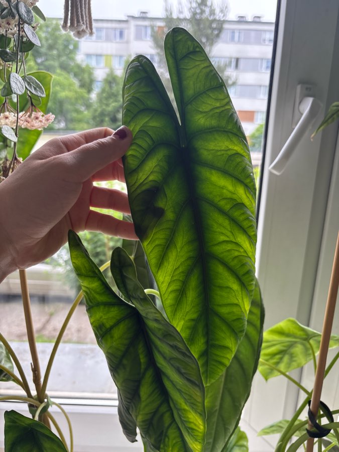 Alocasia Puncakboreensis maluszek 4