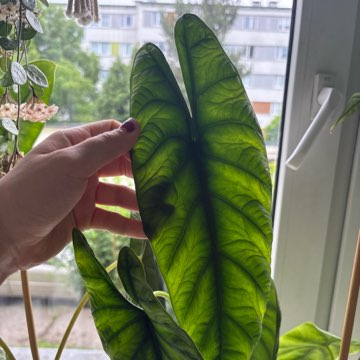 Alocasia Puncakboreensis maluszek