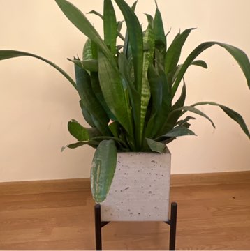 Sansewieria