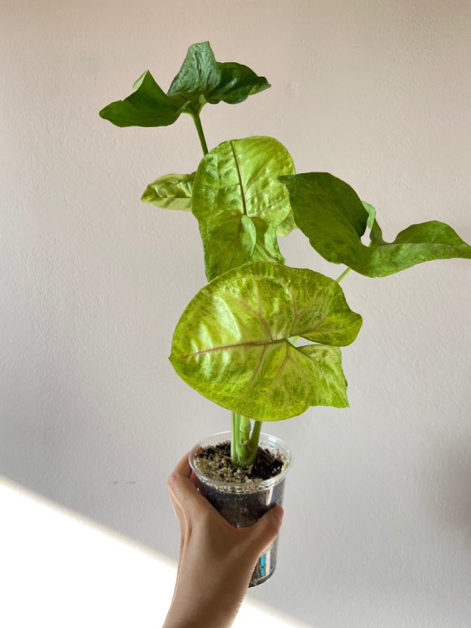 Syngonium 'Mango Allusion 2